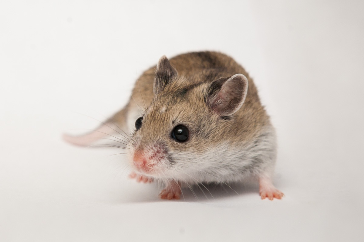Hamster ortalama ağırlık