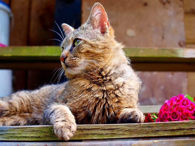 Pussycat insanlar için hazırlanan yemeğin tadını bilmemeli. Buna füme et, sosis ve sosis, hamur işleri, tatlı, baharatlı, baharatlı dahil Pussycat insanlar için hazırlanan yemeğin tadını bilmemeli. Buna füme et, sosis ve sosis, hamur işleri, tatlı, baharatlı, baharatlı dahil