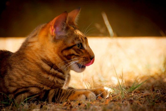 “Toyger “Toyger