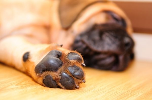 Köpeğin ayakları soğuk, ne yapmalı. Makaleyi oku