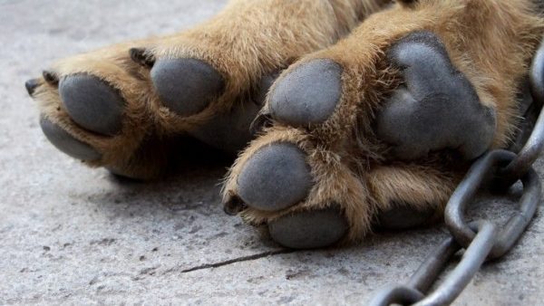 Köpeğin soğuk ayakları var, ne yapmalı