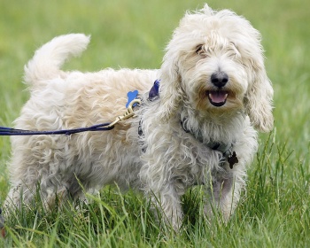 Venedik Basset Griffon Petit Basset Griffon Venedik, PBGV