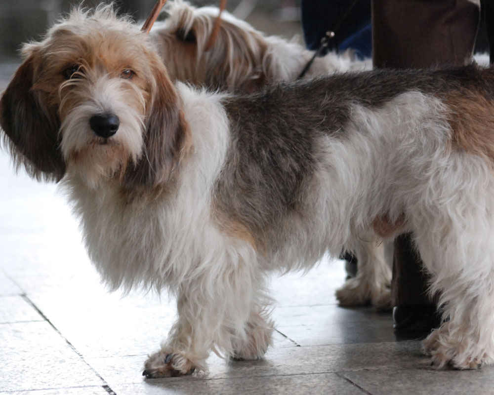 Vendee Basset Griffon - fotoğraf