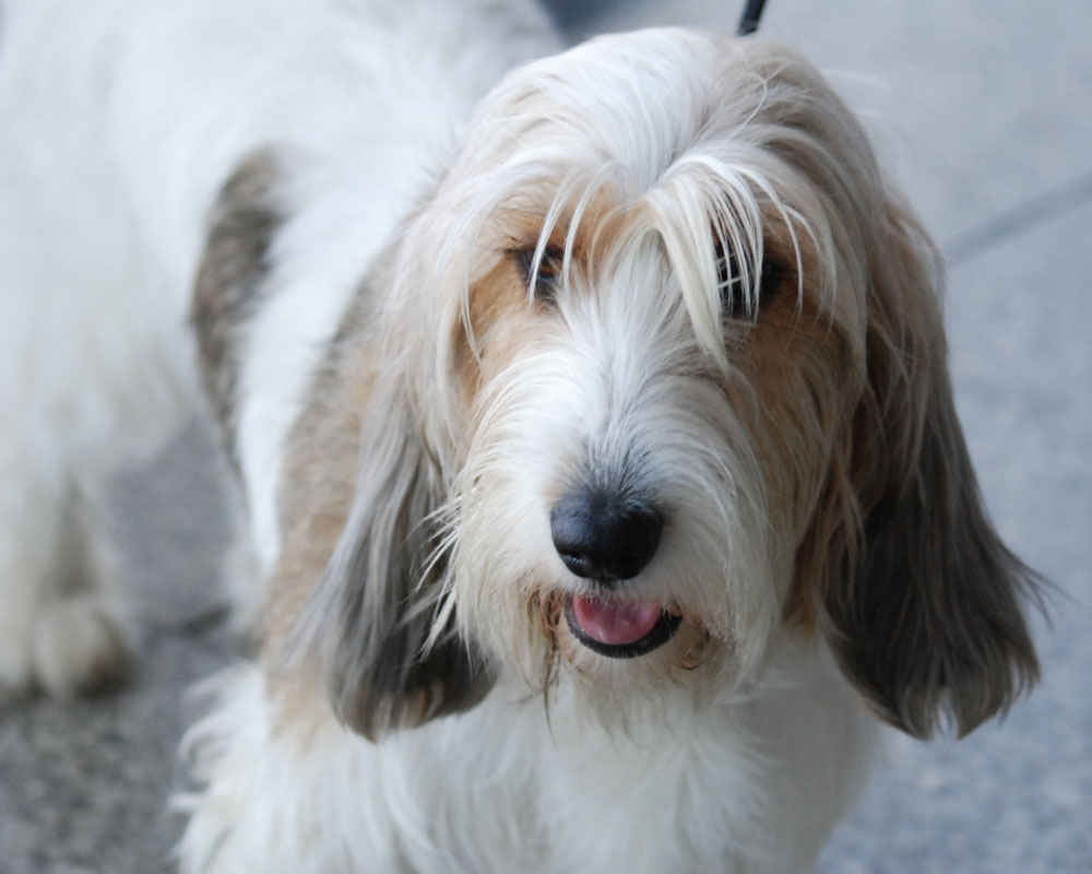 Vendee Basset Griffon - fotoğraf