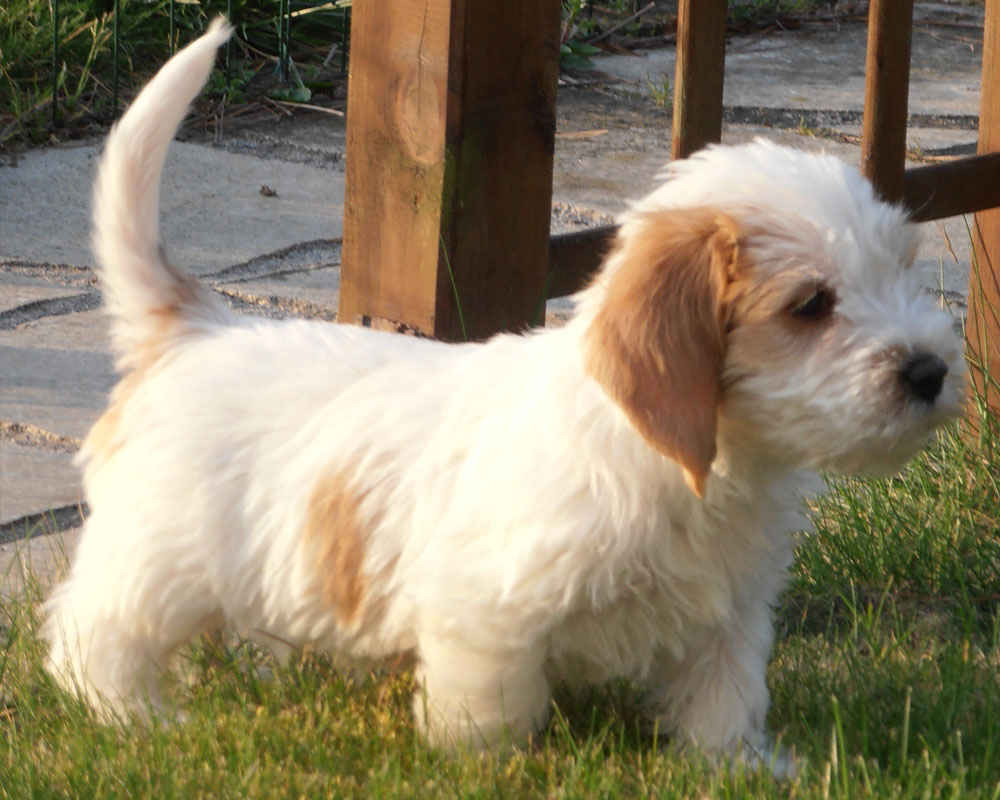 Vendee Basset Griffon - fotoğraf