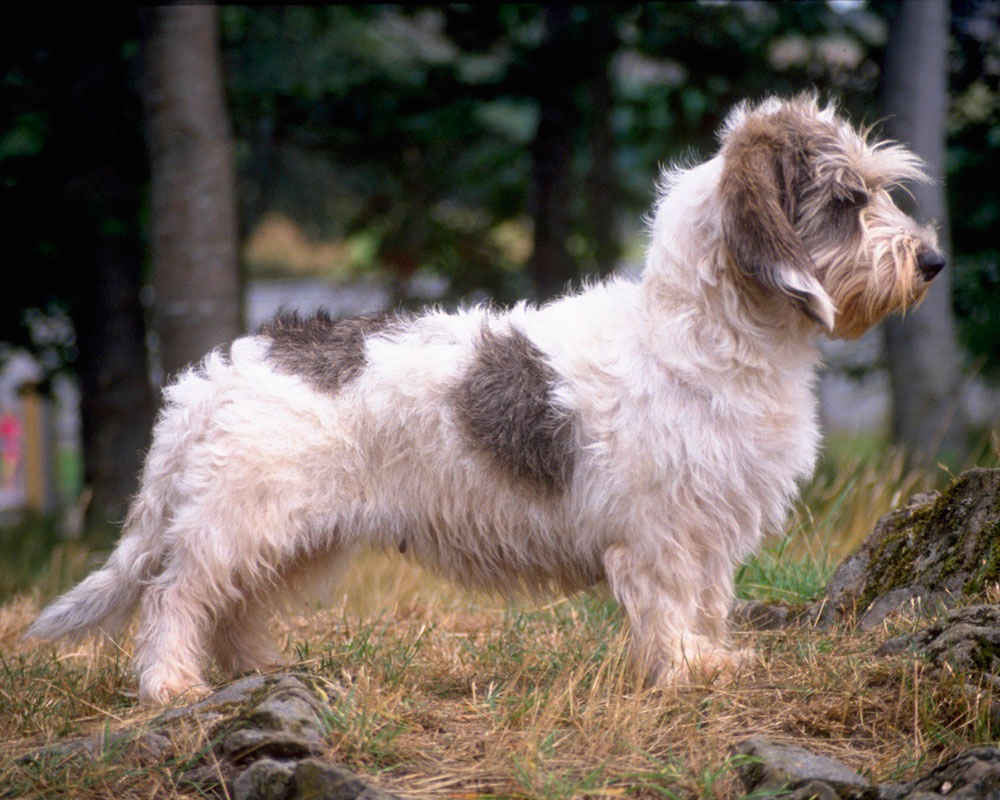 Vendee Basset Griffon - fotoğraf