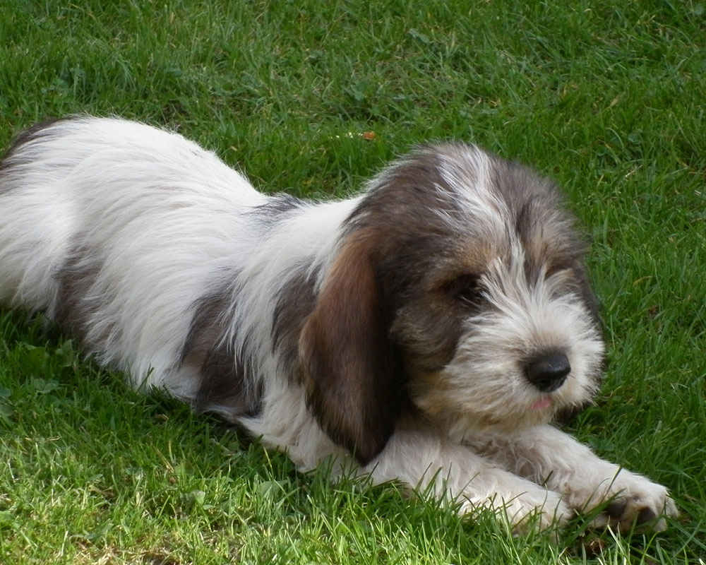 Vendee Basset Griffon - fotoğraf
