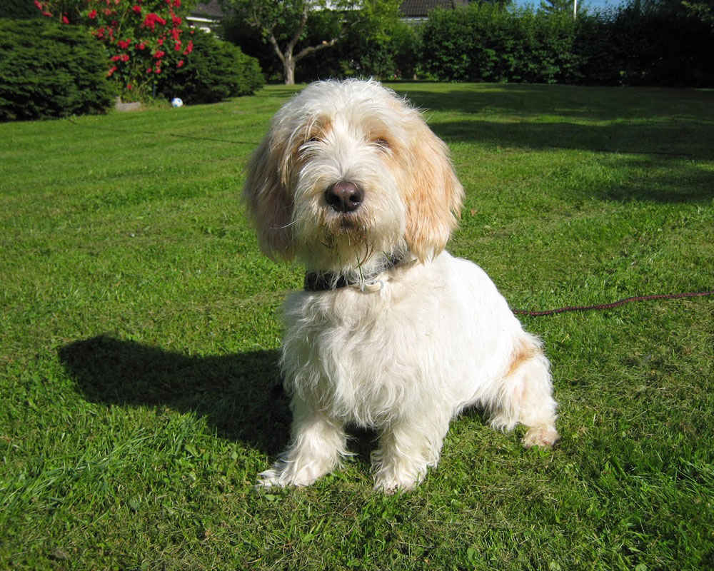 Vendee Basset Griffon - fotoğraf