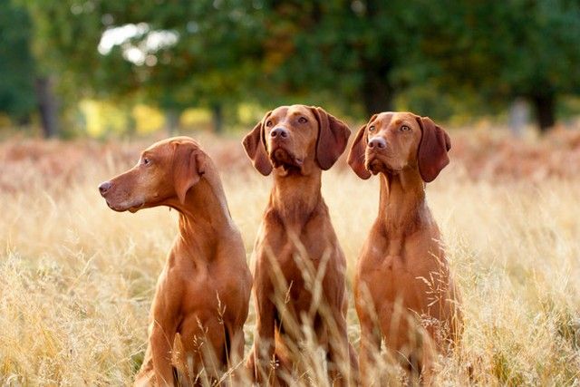 Macar sıkılmış, aptal enerjisiyle ve yüksek zekasıyla grev yapan kırmızı bir canavardır. Bu sevgi dolu köpek, hem sadık bir dost hem de profesyonel bir avcı olabilir, bu da açıkça avının izine saldırabilir. Macar sıkılmış, aptal enerjisiyle ve yüksek zekasıyla grev yapan kırmızı bir canavardır. Bu sevgi dolu köpek, hem sadık bir dost hem de profesyonel bir avcı olabilir, bu da açıkça avının izine saldırabilir.