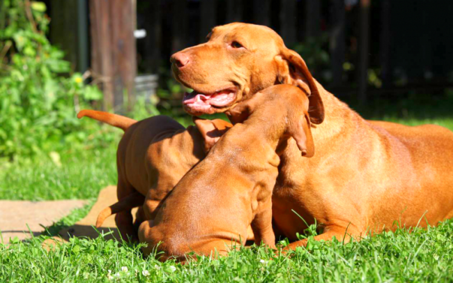Aktif ve komik - böyle bir Macar sıkıldı, yavruları da hareketli, sağlıklı, tombul ve temiz olmalı. Orta büyüklükte bir köpek yavrusu seçmeyi öneriyorlar. Bebeğinizin gözlerinde, çenesinde, kulaklarında ve pençelerinde gözle görülür kusurlar olup olmadığını kontrol edin. Aktif ve komik - böyle bir Macar sıkıldı, yavruları da hareketli, sağlıklı, tombul ve temiz olmalı. Orta büyüklükte bir köpek yavrusu seçmeyi öneriyorlar. Bebeğinizin gözlerinde, çenesinde, kulaklarında ve pençelerinde gözle görülür kusurlar olup olmadığını kontrol edin.