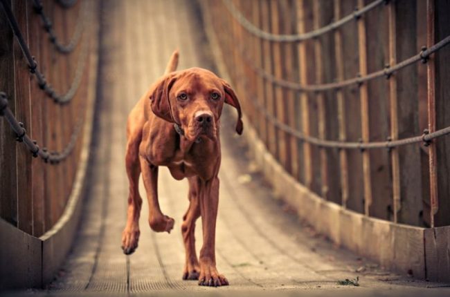 Sokaktan farklı olarak, köpek evde sessizce ve fark edilmeden davranıyor. Macar sıkılmış, sakin ve hoşgörülü karakteri ile büyüledi. Sokaktan farklı olarak, köpek evde sessizce ve fark edilmeden davranıyor. Macar sıkılmış, sakin ve hoşgörülü karakteri ile büyüledi.