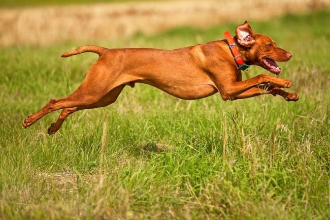 İyi bir av köpeği eğlenceli, çevik ve aktif olmalı. Sokakta bir dakika hayatta kaldı. Boşta oturmuyor, boş zamanlarında fiziksel egzersizlere ayırmaya çalışıyor. İyi bir av köpeği eğlenceli, çevik ve aktif olmalı. Sokakta bir dakika hayatta kaldı. Boşta oturmuyor, boş zamanlarında fiziksel egzersizlere ayırmaya çalışıyor.