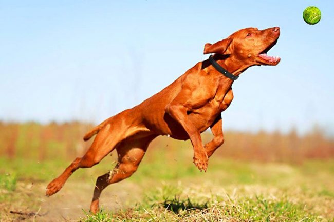 Köpek sadece aktif eğlenceyi seviyor: eklem koşusu, spor ve bunun için yapılan egzersizler herhangi bir muameleden daha iyi olacak. Köpek, uzun bir yürüyüşle ormanda, gölde yüzerek mutlu olacak. Köpek sadece aktif eğlenceyi seviyor: eklem koşusu, spor ve bunun için yapılan egzersizler herhangi bir muameleden daha iyi olacak. Köpek, uzun bir yürüyüşle ormanda, gölde yüzerek mutlu olacak.