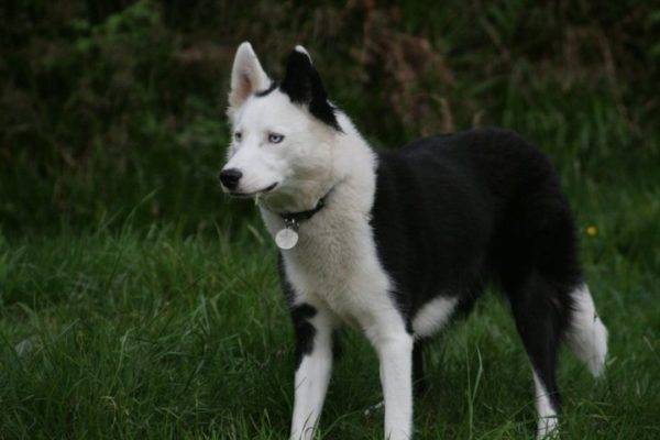 Yakut ormandaki husky
