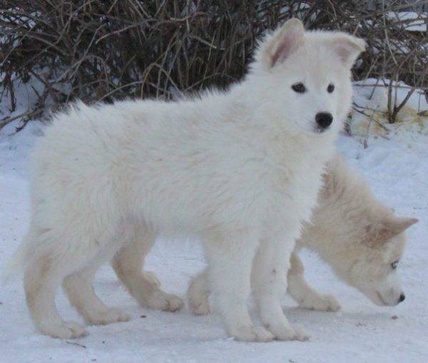 Yakut dış yapraklar yavruları