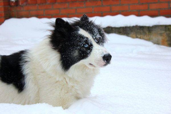 Yakut karda dış yapraklar