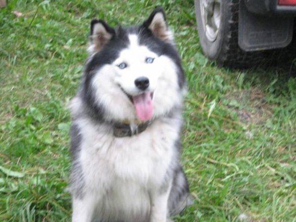 Yakut husky beyaz-gri
