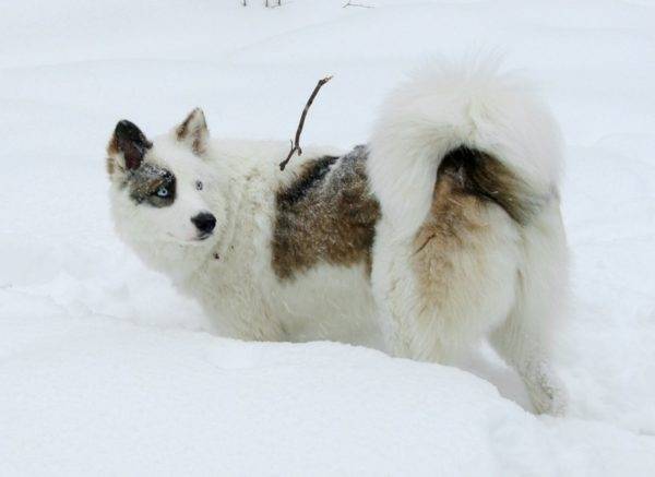 Yakut husky siyah ve kırmızı işaretli beyaz