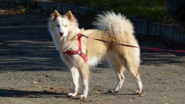 Yakut husky beyaz-kırmızı