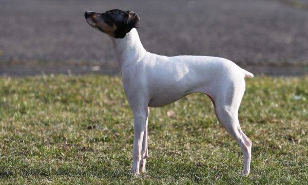 Japon Terrier