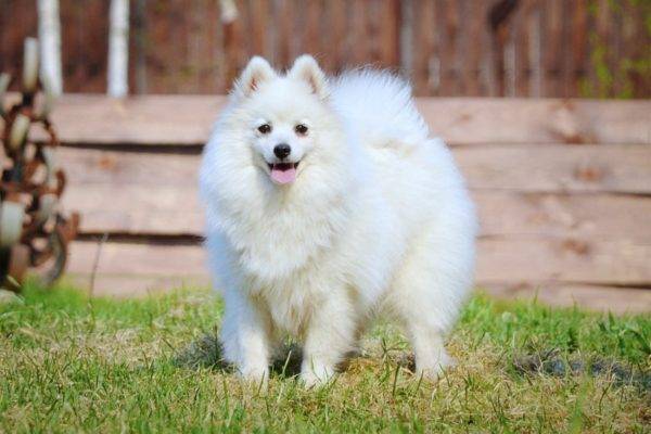 Japonca Spitz