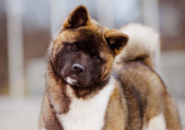 Amerikan Akita