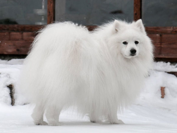 Japon Spitz cins açıklaması