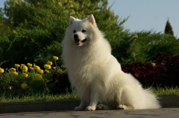 Japon Spitz oturur