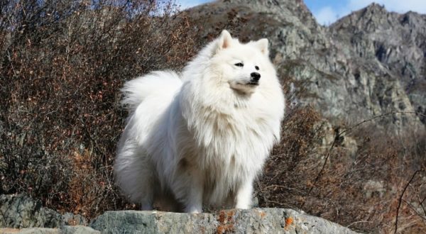Japon Spitz duruyor