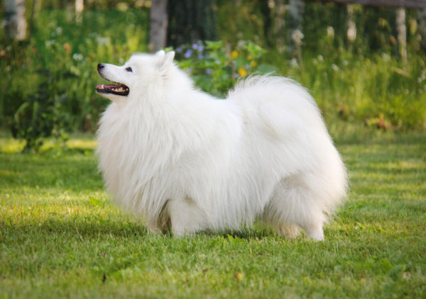 Güzel Japon Spitz