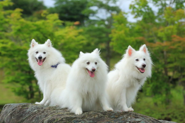 Japonca Spitz