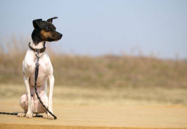 Japon Terrier oturuyor