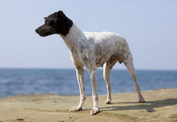Denizde Japon Terrier