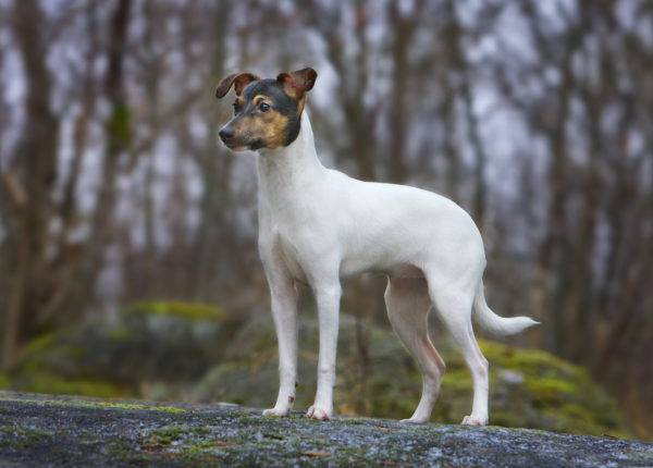 Ormanda Japon Terrier