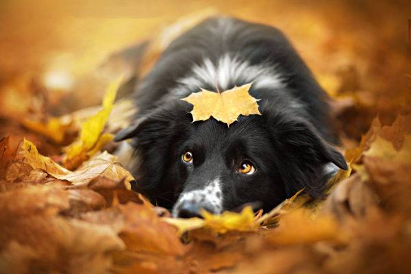 yeşillik içinde köpek