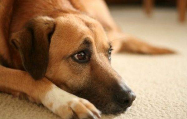 köpek yalan söylüyor