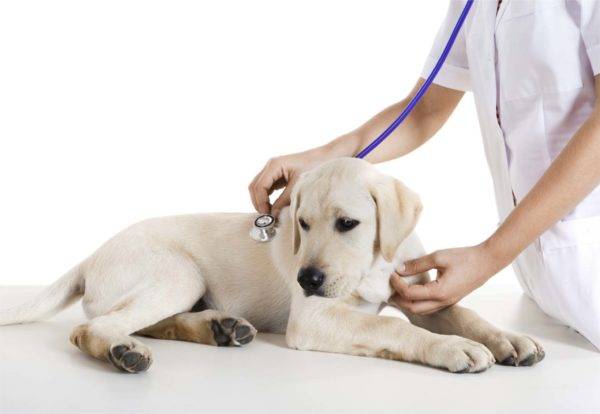 veterinere köpek