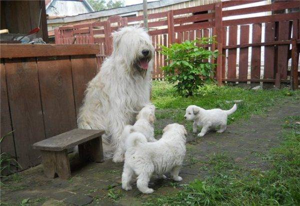 Güney Rus Çoban Köpeği