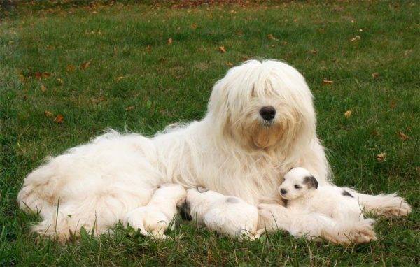 Güney Rus Çoban Köpeği