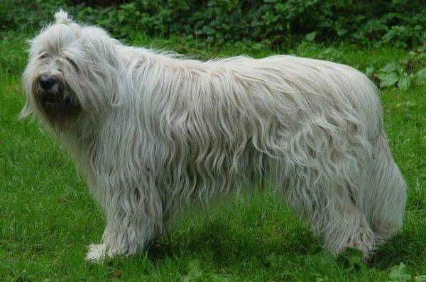 Güney Rus Çoban Köpeği Irk Açıklama