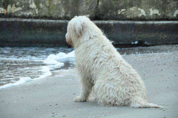 Güney Rus Çoban Köpeği oturuyor