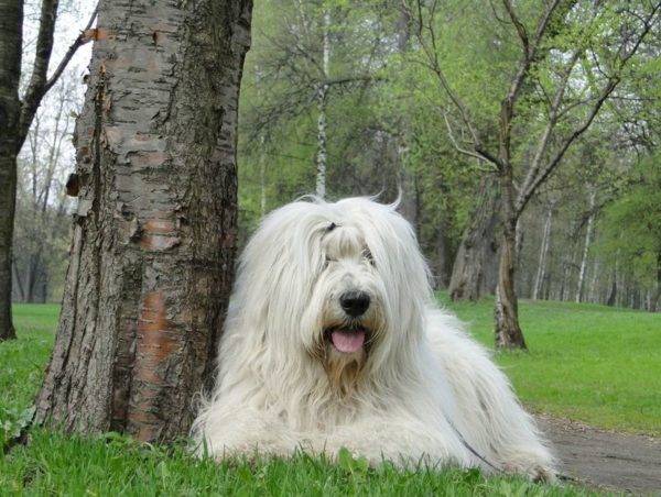 Güney Rus Çoban Köpeği Yatıyor
