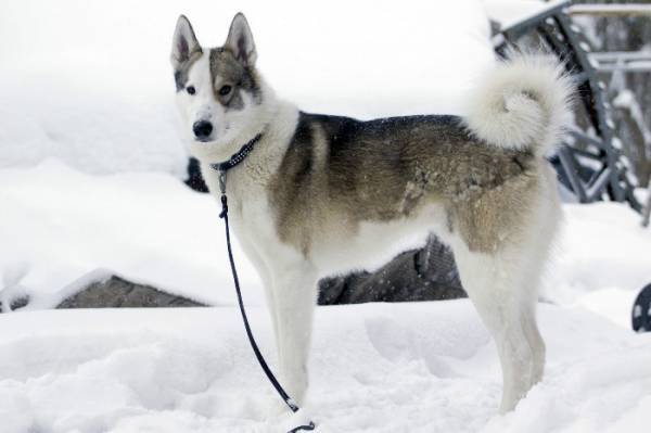 Batı Sibirya Laika cins açıklaması