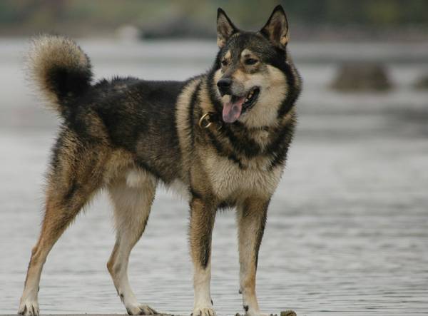 Batı Sibirya Laika'yı izliyor