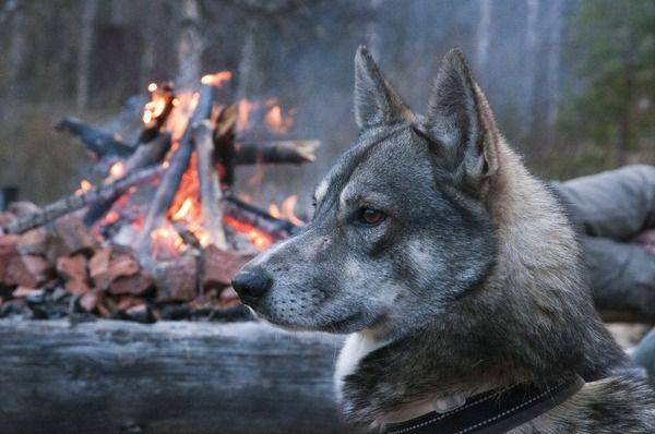 Batı Sibirya ormandaki husky