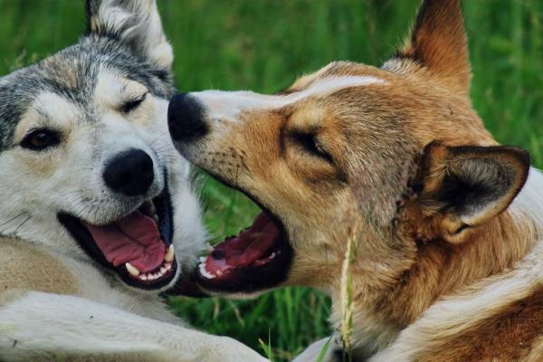 Batı Sibirya huskies oynuyor