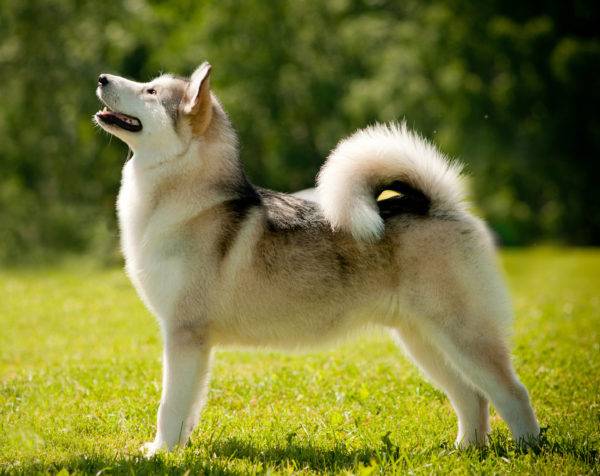 Batı Sibirya husky güzel bir arka plan üzerinde